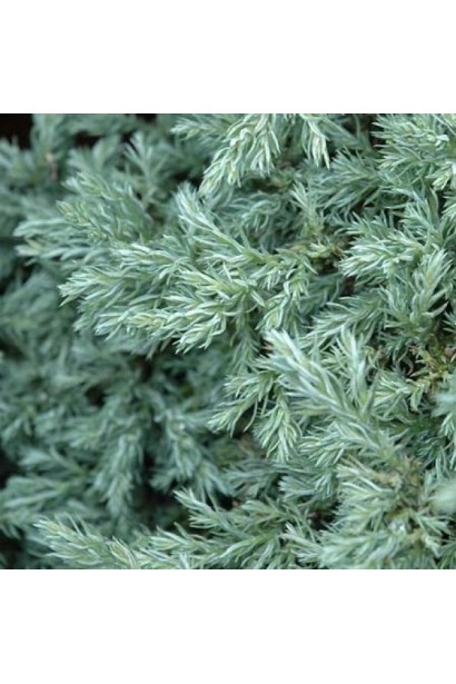 Кипарисовик горохоплодный Бэби Блю 